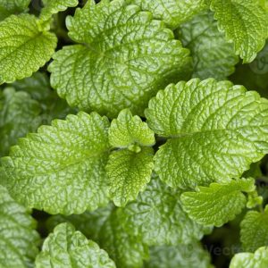 TOPOP MINT